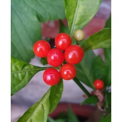 Aji charapita red seeds