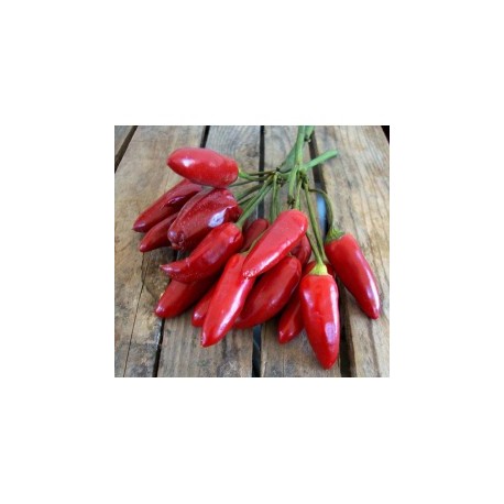 Graines de Peperoncino calabrese