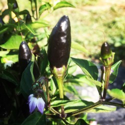 Peperoncino calabrese black seeds