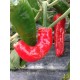 Peperoncino messicano Biker Billy seeds