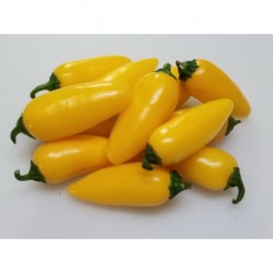Peperoncino Jalapeno yellow seeds