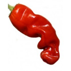 Semi Peter pepper red