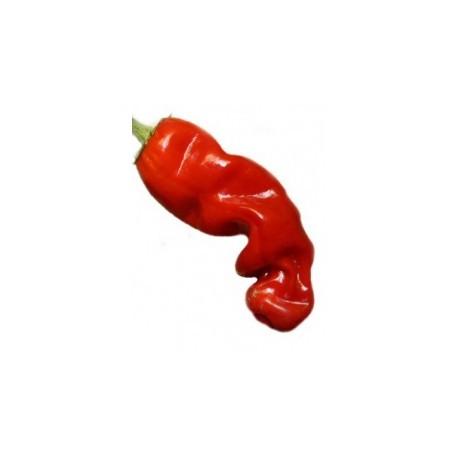 Graines de Peter pepper red