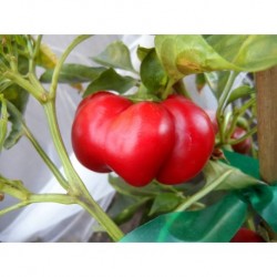 Tomato pepper seeds