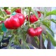 Graines de Tomato pepper