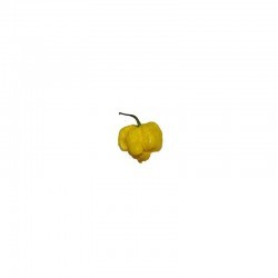 Dried Carolina Reaper Yellow