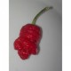 Dried Trinidad Moruga Scorpion