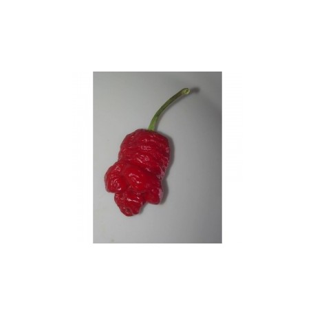 Dried Trinidad Moruga Scorpion