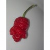 Dried Trinidad Moruga Scorpion