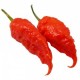 Dried Jais Ghost Scorpion Red