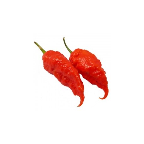 Dried Jais Ghost Scorpion Red