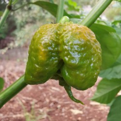 Mustard Carolina Reaper Seeds