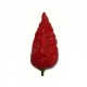 Naga Morich seco