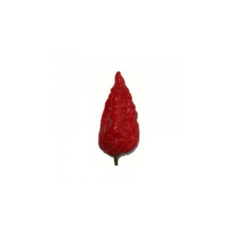 Dried Naga Morich