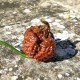 Chocolate Carolina Reaper Seeds