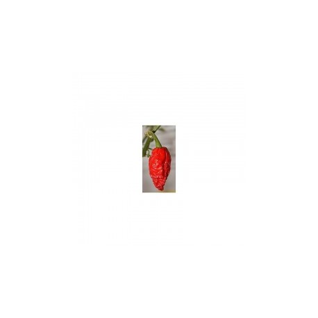 Dried Bhut Jolokia