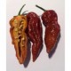 Bhut Jolokia Peach sec