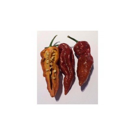 Bhut Jolokia Peach sec