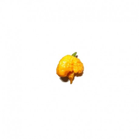 Yellow Carolina Reaper Seeds