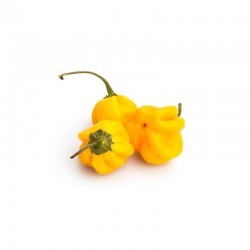 Habanero Yellow séché