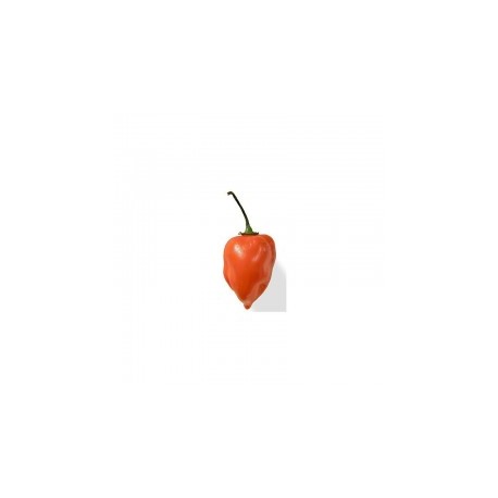 Dried Habanero Orange