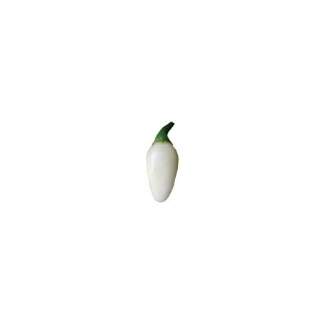 Dried Habanero White Bullet