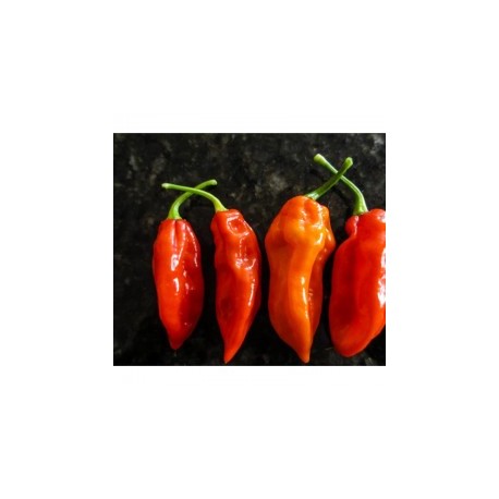 Fatalii red secco