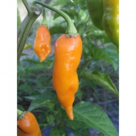 Semi Carolina reaper yellow