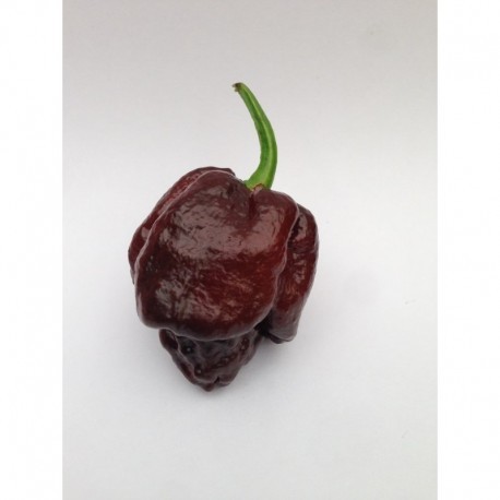 Graines de Trinidad Moruga Scorpion Chocolate