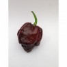 Trinidad Moruga Scorpion Chocolate seeds