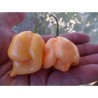 Trinidad Moruga Scorpion Peach seeds