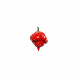 Trinidad Scorpion Butch T seeds