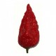 Naga Morich semillas