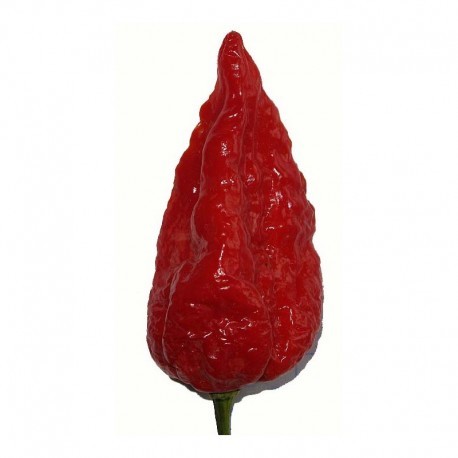 Naga Morich seeds