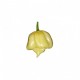 Graines de 7 Pot white