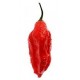 Bhut Jolokia semillas