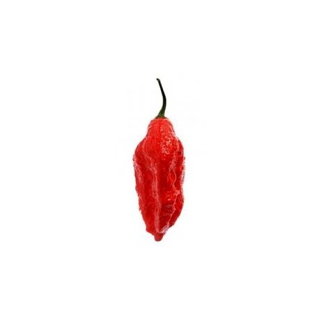 Bhut Jolokia semillas