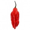 Bhut Jolokia semillas