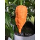 Graines de Bhut Jolokia peach