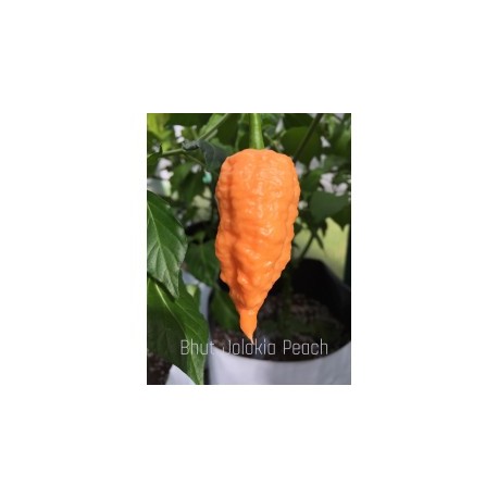 Bhut Jolokia peach seeds