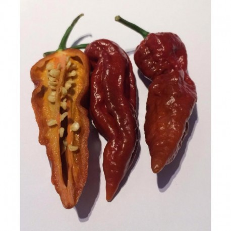 Graines de Bhut Jolokia chocolate