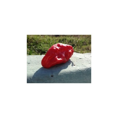 Bhut Jolokia black strain seeds