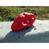 Bhut Jolokia black strain semillas