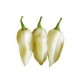 Bhut Jolokia white semillas