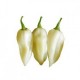 Graines de Bhut Jolokia white