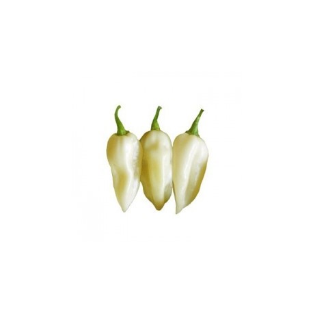 Semi Bhut Jolokia white