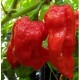 King Naga seeds