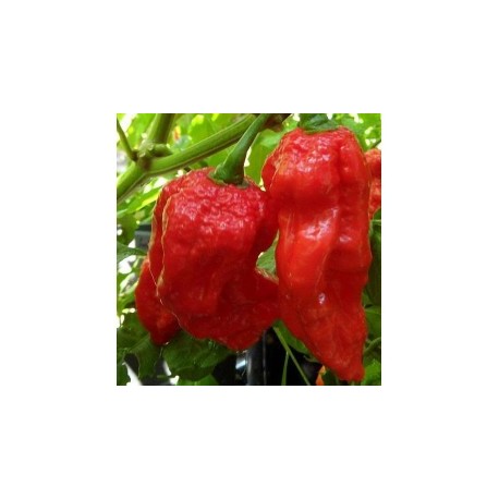 King Naga seeds