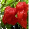 King Naga seeds