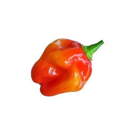 Graines de Habanero Red Savina